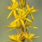 100 PCS Seeds Mixed Angels Yellow Asphodel Bonsai
