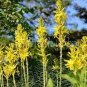 100 PCS Seeds Mixed Angels Yellow Asphodel Bonsai