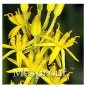 100 PCS Seeds Mixed Angels Yellow Asphodel Bonsai