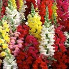 100 PCS Seeds Mixed Antirrhinum Snapdragon Jardin Fragrant Dwarf Flower