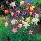 100 PCS Seeds Mixed Aquilegia Double Bonsai, Aquilegia Columbine Flowers 100 PCS Seeds Mixed Aquilegia Double Bonsai, Aquilegia Columbine Flowers