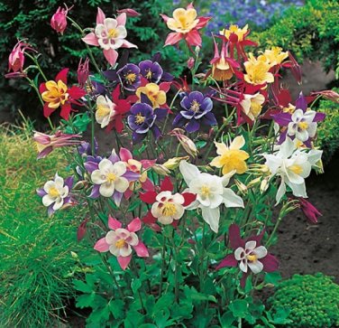 100 PCS Seeds Mixed Aquilegia Double Bonsai, Aquilegia Columbine Flowers