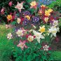 100 PCS Seeds Mixed Aquilegia Double Bonsai, Aquilegia Columbine Flowers