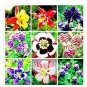 100 PCS Seeds Mixed Aquilegia Double Bonsai, Aquilegia Columbine Flowers