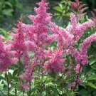 100 PCS Seeds Mixed Astilbe Chinensis 100 PCS Seeds Mixed Astilbe Chinensis