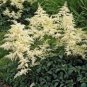 100 PCS Seeds Mixed Astilbe Chinensis
