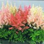 100 PCS Seeds Mixed Astilbe Chinensis