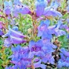 50 PCS Seeds Mixed Beardtongues Penstemon Perennial Flowering Plant