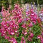 50 PCS Seeds Mixed Beardtongues Penstemon Perennial Flowering Plant