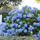 15 PCS Seeds Mixed Beautiful Hydrangea Big Blooming Flowers