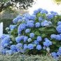 15 PCS Seeds Mixed Beautiful Hydrangea Big Blooming Flowers