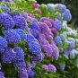 15 PCS Seeds Mixed Beautiful Hydrangea Big Blooming Flowers