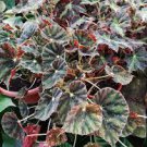 100 PCS Seeds Mixed Begonia Flowers