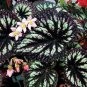 100 PCS Seeds Mixed Begonia Flowers