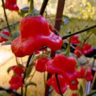 20 PCS Seeds Mixed Bishop's Crown Chili Pepper