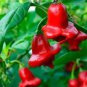 20 PCS Seeds Mixed Bishop's Crown Chili Pepper