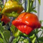 20 PCS Seeds Mixed Bishop's Crown Chili Pepper