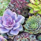 100 PCS Seeds Mixed Bonsai Purple Succulent Plant 100 PCS Seeds Mixed Bonsai Purple Succulent Plant