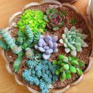 100 PCS Seeds Mixed Bonsai Succulent Plant 100 PCS Seeds Mixed Bonsai Succulent Plant