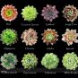 100 PCS Seeds Mixed Bonsai Succulent Plant