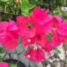 10 PCS Seeds Mixed Bougainvillea Seeds Perennial White Dark Red Red Orange Pink Flowers 10 PCS Seeds Mixed Bougainvillea Seeds Perennial White Dark Red Red Orange Pink Flowers