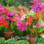 10 PCS Seeds Mixed Bougainvillea Seeds Perennial White Dark Red Red Orange Pink Flowers