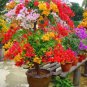 10 PCS Seeds Mixed Bougainvillea Seeds Perennial White Dark Red Red Orange Pink Flowers