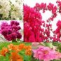 10 PCS Seeds Mixed Bougainvillea Seeds Perennial White Dark Red Red Orange Pink Flowers
