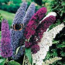 50 PCS Seeds Mixed Butterfly Bush Buddleia Davidii