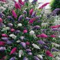 50 PCS Seeds Mixed Butterfly Bush Buddleia Davidii