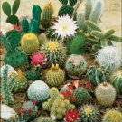 100 PCS Seeds Mixed Cactus, Succulent Cactus Bonsai for Home