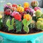100 PCS Seeds Mixed Cactus, Succulent Cactus Bonsai for Home