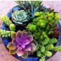 100 PCS Seeds Mixed Cactus, Succulent Cactus Bonsai for Home
