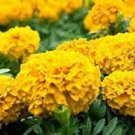 100 PCS Seeds Mixed Chrysanthemum Seeds Perennial Flowering Rose Pink Orange Yellow