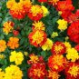 100 PCS Seeds Mixed Chrysanthemum Seeds Perennial Flowering Rose Pink Orange Yellow