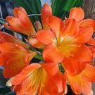 100 PCS Seeds Mixed Clivia Rare Rainbow Clivia Flower Potted Plants
