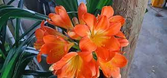 100 PCS Seeds Mixed Clivia Rare Rainbow Clivia Flower Potted Plants