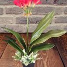 100 PCS Seeds Mixed Clivia Rare Rainbow Clivia Flower Potted Plants