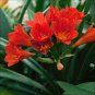 100 PCS Seeds Mixed Clivia Rare Rainbow Clivia Flower Potted Plants