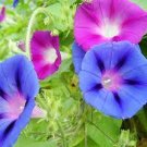 100 PCS Seeds Mixed Color Flower Petunia Bonsai Exotic Bonsai Flowers 100 PCS Seeds Mixed Color Flower Petunia Bonsai Exotic Bonsai Flowers