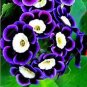 100 PCS Seeds Mixed Color Flower Petunia Bonsai Exotic Bonsai Flowers