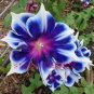 100 PCS Seeds Mixed Color Flower Petunia Bonsai Exotic Bonsai Flowers