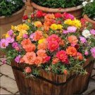 100 PCS Seeds Mixed Color Moss Rose Purslane Double Flower Bonsai 100 PCS Seeds Mixed Color Moss Rose Purslane Double Flower Bonsai
