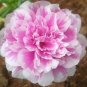 100 PCS Seeds Mixed Color Moss Rose Purslane Double Flower Bonsai
