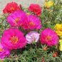 100 PCS Seeds Mixed Color Moss Rose Purslane Double Flower Bonsai