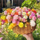 100 PCS Seeds Mixed Color Moss-Rose Purslane Double Flower Bonsai for Planting 100 PCS Seeds Mixed Color Moss-Rose Purslane Double Flower Bonsai for Planting
