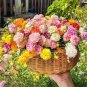 100 PCS Seeds Mixed Color Moss-Rose Purslane Double Flower Bonsai for Planting