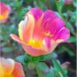 100 PCS Seeds Mixed Color Moss-Rose Purslane Double Flower Bonsai for Planting
