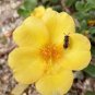 100 PCS Seeds Mixed Color Moss-Rose Purslane Double Flower Bonsai for Planting