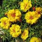 100 PCS Seeds Mixed Color Moss-Rose Purslane Double Flower Bonsai for Planting